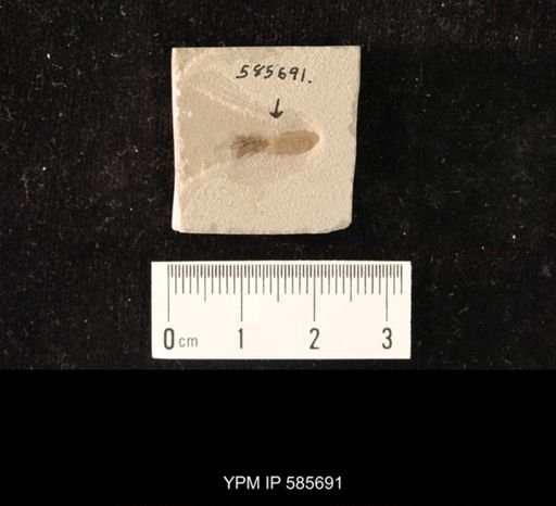 undet. Insecta