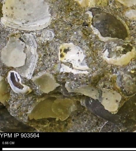 undet. Bivalvia