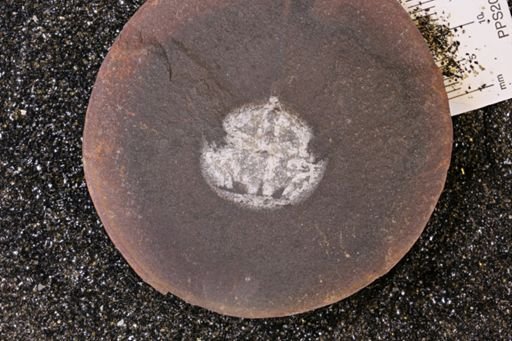 Euproops danae