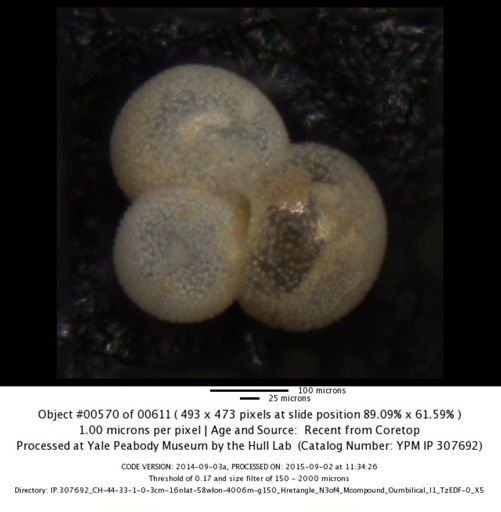 Globigerinita glutinata