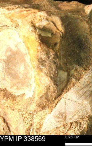 Protocardia subquadrata