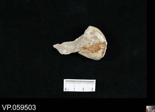 undet. Mosasauridae
