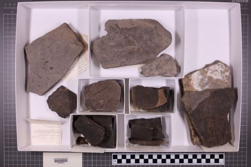 mixed taxa, stratigraphic collection