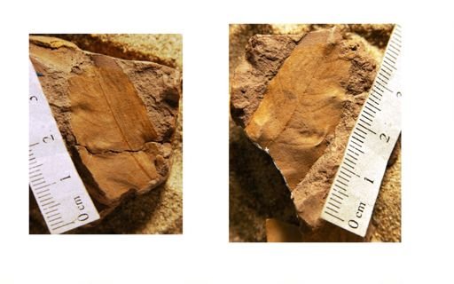 Pterocarya denticulata