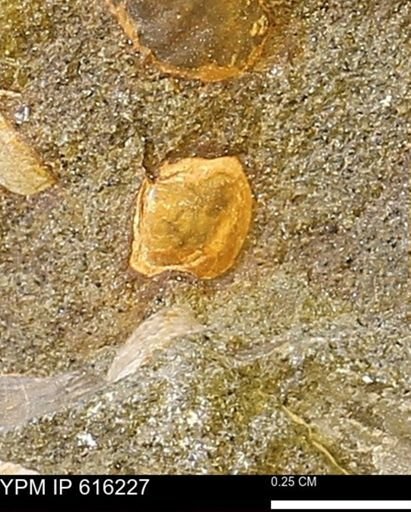 Protocardia subquadrata