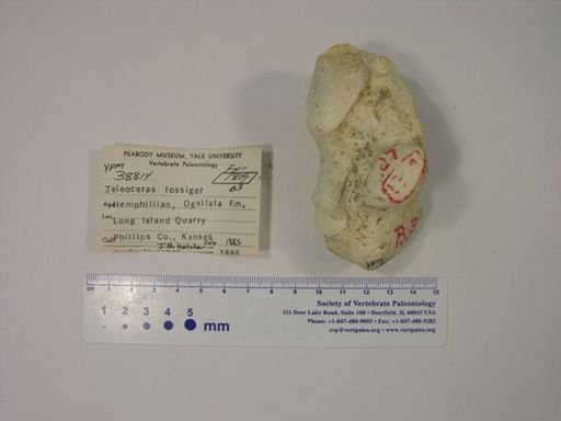 Teleoceras fossiger