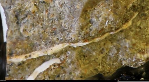 undet. Scaphitidae