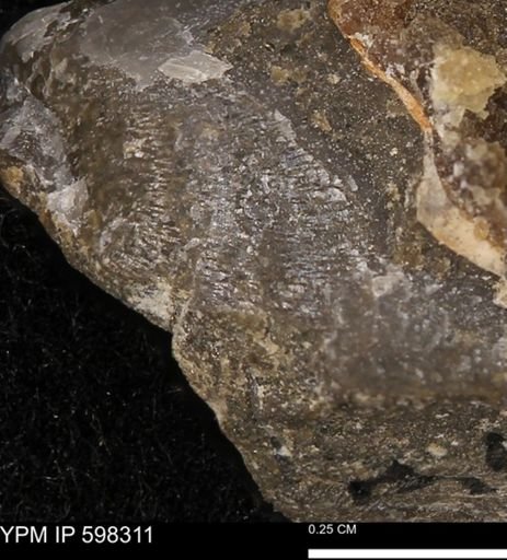 undet. Bivalvia