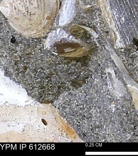undet. Bivalvia