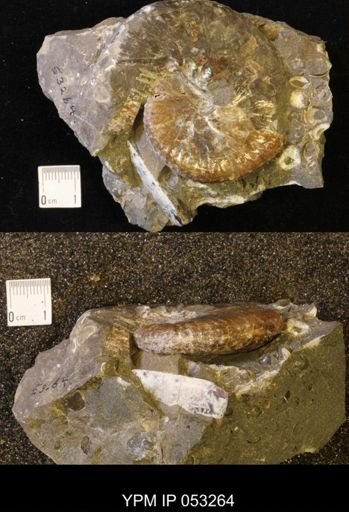 Discoscaphites conradi