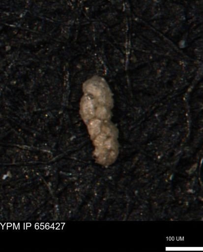Ammobaculoides phaulus