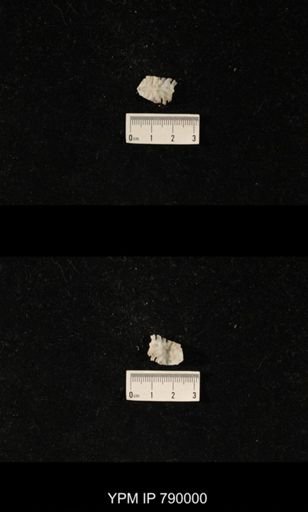 Leptodus sp.