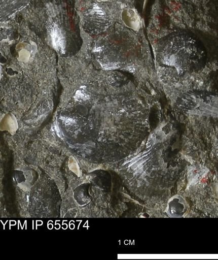 Oxytoma (Hypoxytoma) nebrascana