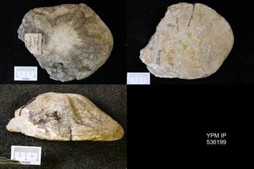 Clypeaster sp.