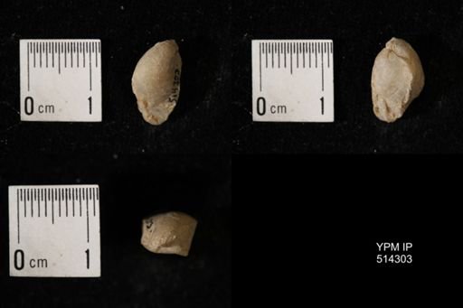 Dielasma breviplicatum