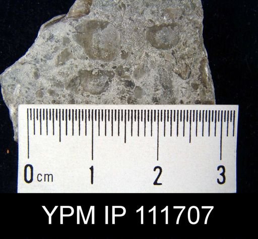 Brachyprion leda