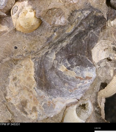 undet. Mollusca