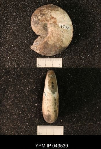 Hoploscaphites nicolletii