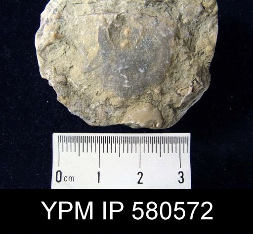 Strophomena sp.