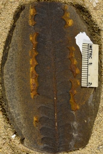 Pecopteris