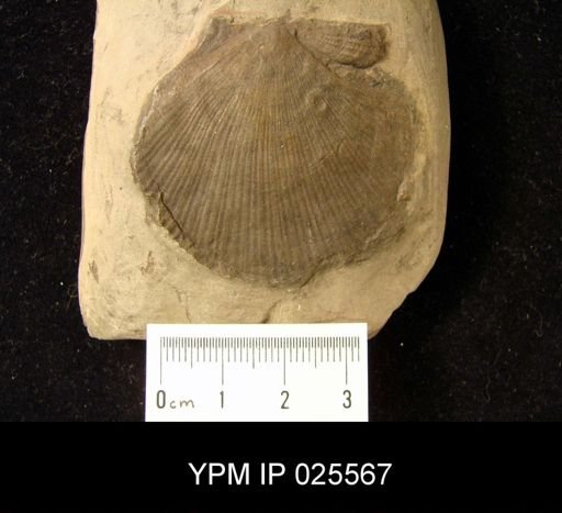Aviculopecten sp.