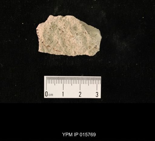 Probnis speciosa