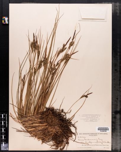 Carex nigra