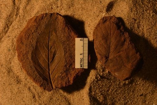 Ficus inaequalis