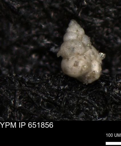 undet. Heterohelicidae
