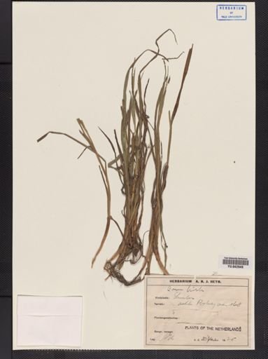 Carex hirta