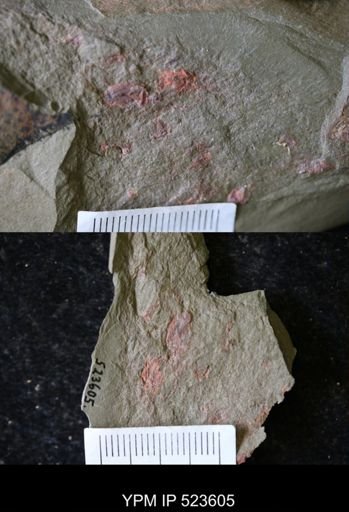 undet. Echinodermata