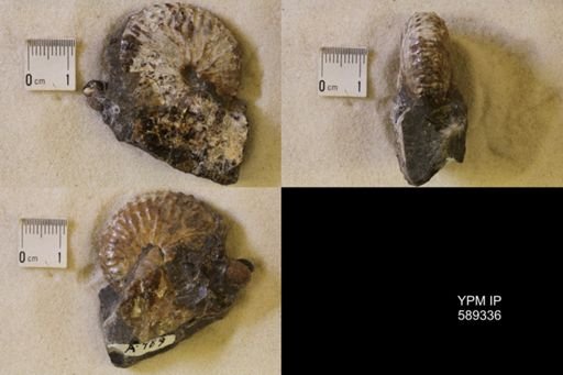 Discoscaphites sp.