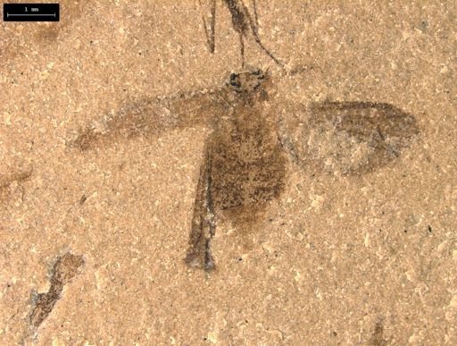 undet. Auchenorrhyncha