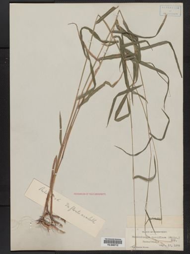 Muhlenbergia tenuiflora