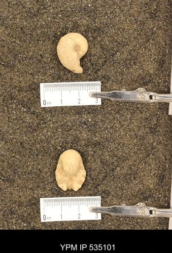 Scaphites sp.