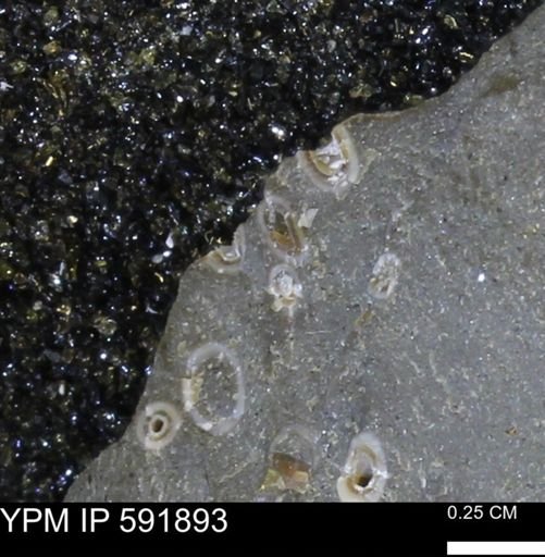 Serpulidae