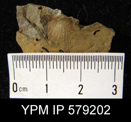 undet. Brachiopoda