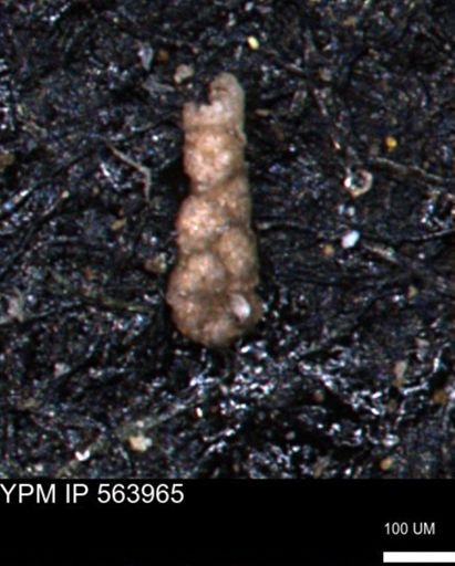 Ammobaculoides phaulus