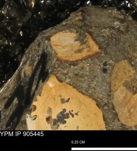 undet. Mollusca