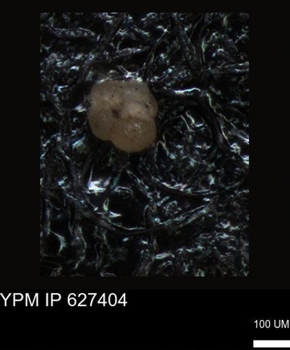 undet. Foraminiferida