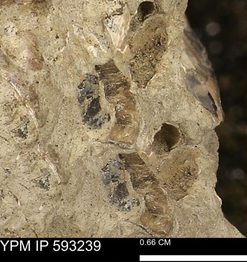 Inoceramus cuneatus