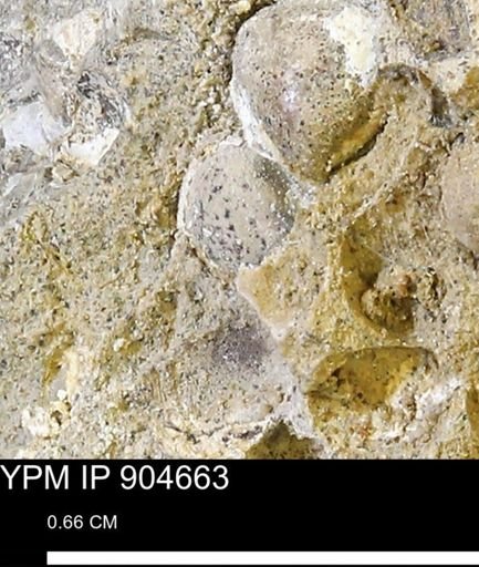 Corbulamella?