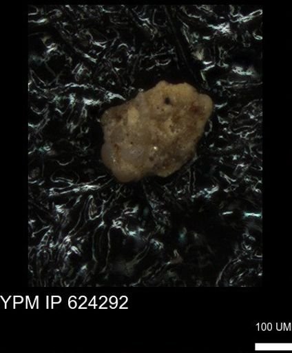 undet. Foraminiferida