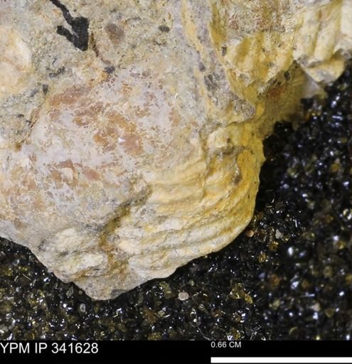 Scaphites sp.
