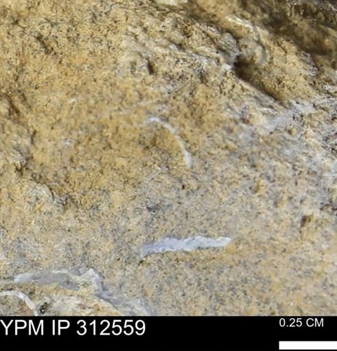 undet. Mollusca