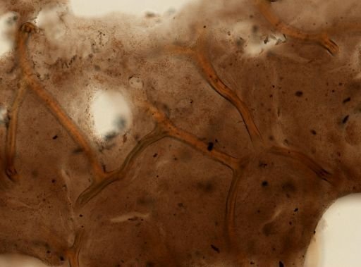 Aplysina sp.