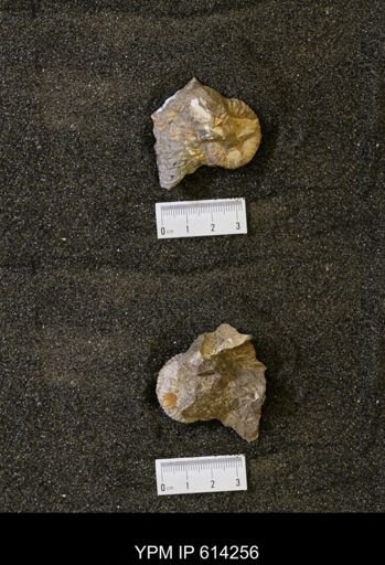 Jeletzkytes sp.