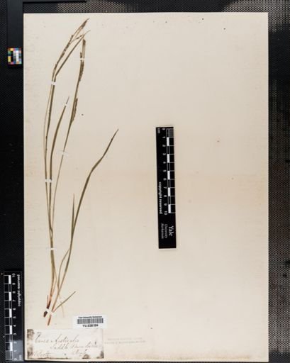 Carex aestivalis