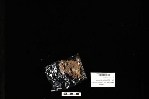 Liopsetta