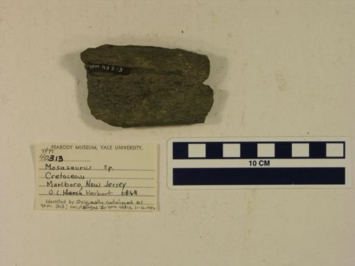 Mosasaurus sp.